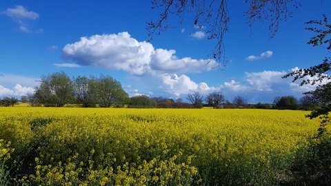 Galerie-Bild von  Kruse