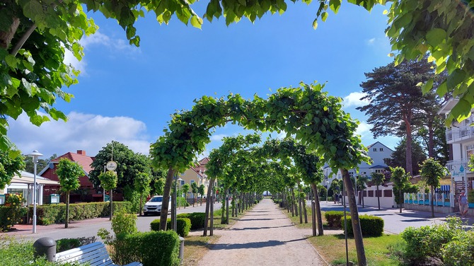 Ferienwohnung in Baabe - Stranddistel - Bild 11