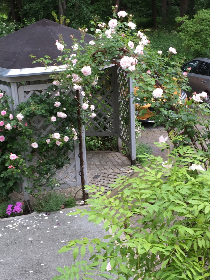 Ferienwohnung in Kühlungsborn - Ferienhaus zum Strand - und historischen Rosen