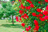 Ferienhaus in Grömitz - Haus Seeblick - Garten