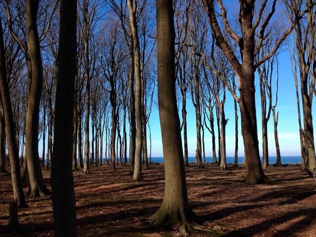 Ferienwohnung in Börgerende - Baltic Sky - In Villa Strandperle Nr.1 - Bild 17 Ferienwohnung in Börgerende - Baltic Sky - In Villa Strandperle Nr.1 - Bild 17