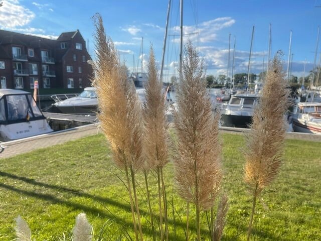Ferienwohnung in Ueckermünde - Lagunenstadt am Haff Fewo 22 - Backbord - Bild 13