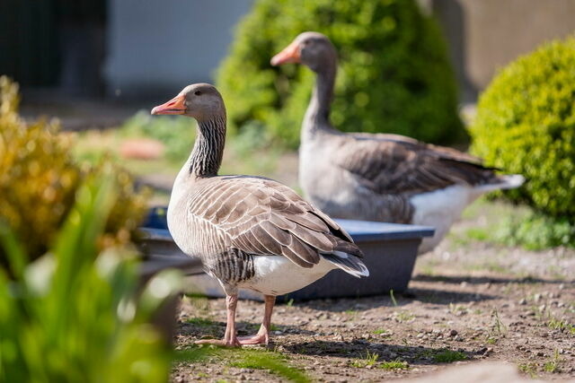 Ferienwohnung in Fehmarn OT Lemkendorf - Ferienhof Becker - Bauernliebe - Bild 8