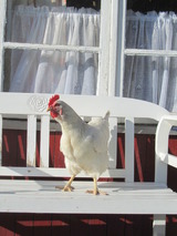 Ferienhaus in Gr&ouml;mitz - "Ferienhaus II - Hof Westensee" - Bild 20