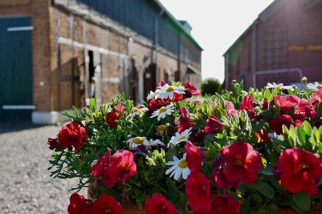 Ferienwohnung in Fehmarn - Knusthof Lafrenz - S&uuml;d - Bild 18