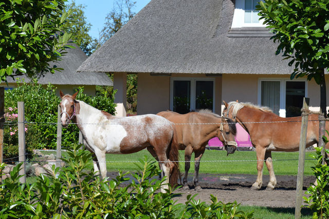 Ferienhaus in Fehmarn OT Staberdorf - Reetdachhaus 4, inkl. 2 Parkplätze - Bild 19