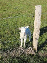 Ferienwohnung in Fehmarn OT Lemkenhafen - FeWo am Dorfteich - Bild 22