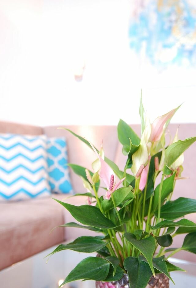 Ferienwohnung in Gr&ouml;mitz - STRANDIDYLL, 58 - Typ A1S - Bild 7