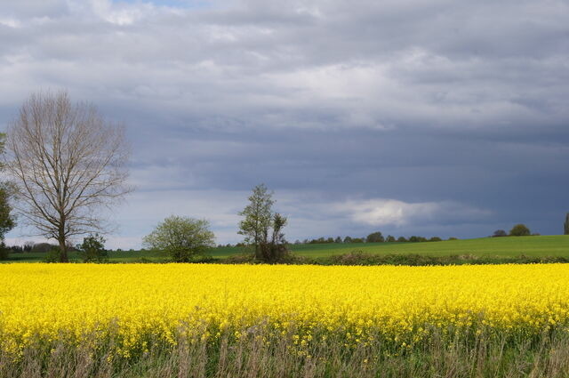 Ferienwohnung in Dahme - Seeschwalbe - Bild 14