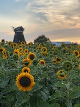 Ferienwohnung in Fehmarn - Ferienwohnung Wildblume - Bild 14