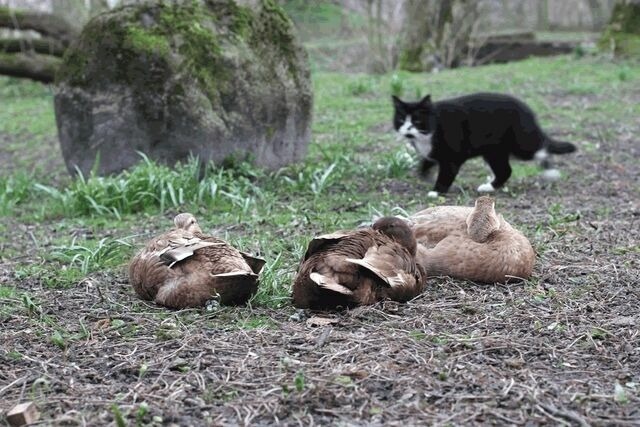 Ferienwohnung in Carinerland - Fewo Kerzenzimmer - M&auml;rchen aus Wachs und Flamme - Bild 5