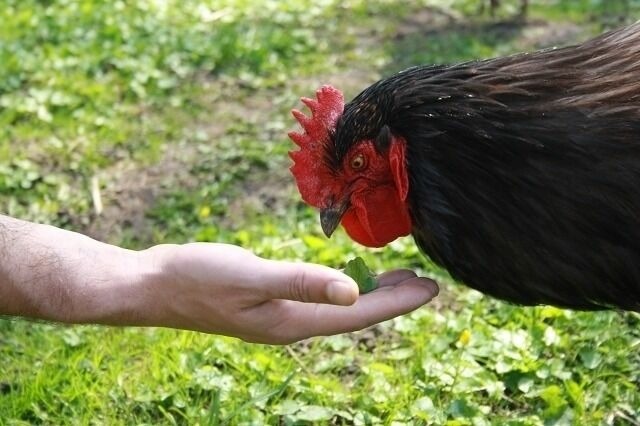 Ferienwohnung in Carinerland - Fewo Kerzenzimmer - M&auml;rchen aus Wachs und Flamme - Bild 14