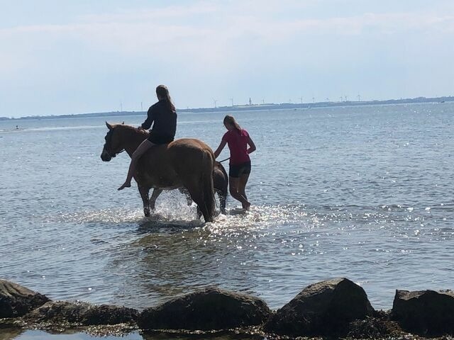 Ferienhaus in Fehmarn OT Kopendorf - Landhaus Kopendorf - Bild 18