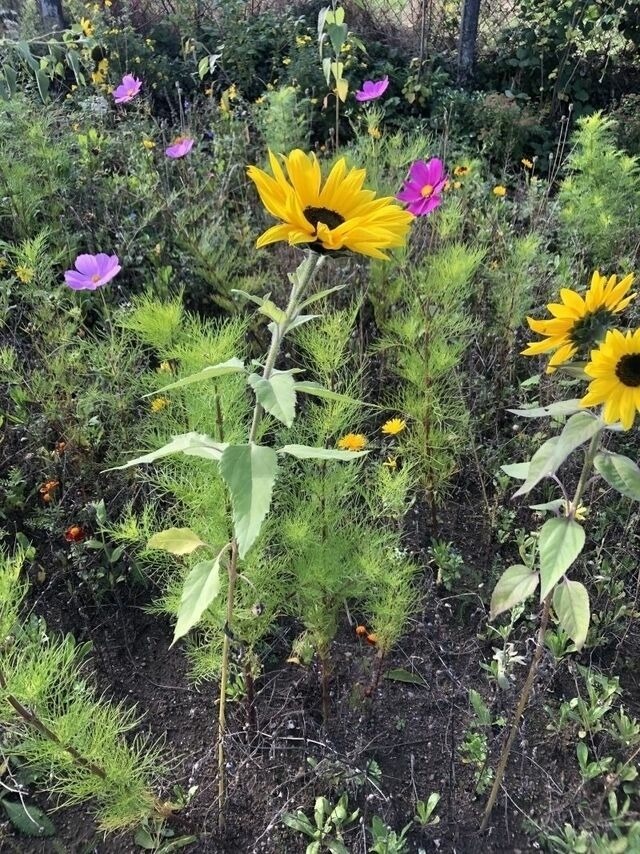 Ferienwohnung in Steinbeck - MP 4 Meerjungfrau - Bild 11 Ferienwohnung in Steinbeck - MP 4 Meerjungfrau - Bild 11