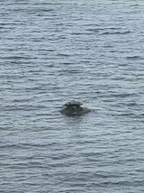 Ferienwohnung in Steinbeck - MP 4 Meerjungfrau - Bild 14 Ferienwohnung in Steinbeck - MP 4 Meerjungfrau - Bild 14