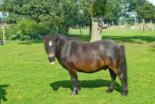 Ferienwohnung in Fehmarn OT Klausdorf - Landglück - Bild 10