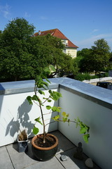 Ferienwohnung in Kellenhusen - Penthouse Wohnung Christine Okroy - Bild 19