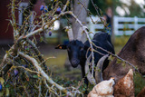 Ferienwohnung in Klaustorf - Ostseeblick (Whg. 6) - Bild 12