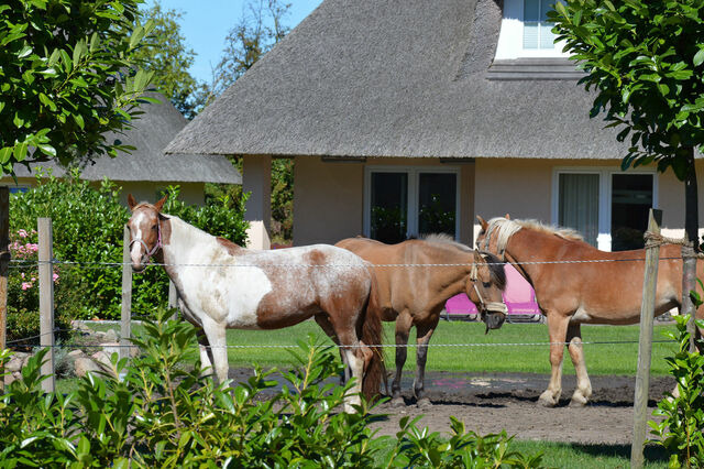 Ferienhaus in Fehmarn OT Staberdorf - Reetdachhaus 1, inkl. 2 Parkpl&auml;tze - Bild 19