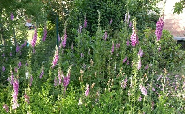 Ferienwohnung in Kellenhusen - FeWo Haus Nikolaus 4 - Bild 17