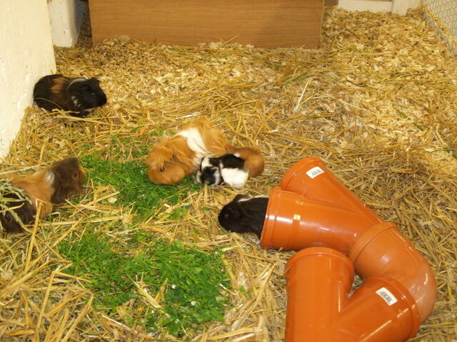 Ferienhaus in Fehmarn - Wellnesshaus "Welle" eingez&auml;unt - Bild 10