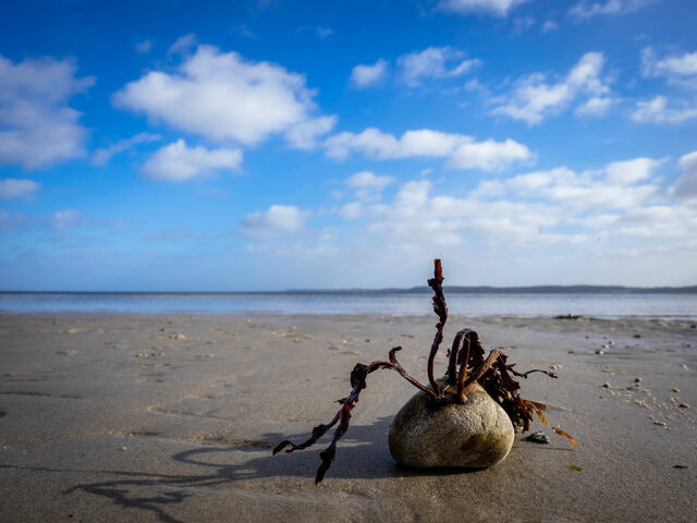 Ferienhaus in Gl&uuml;cksburg - Ferienhaus Seeadler 32 - Bild 17