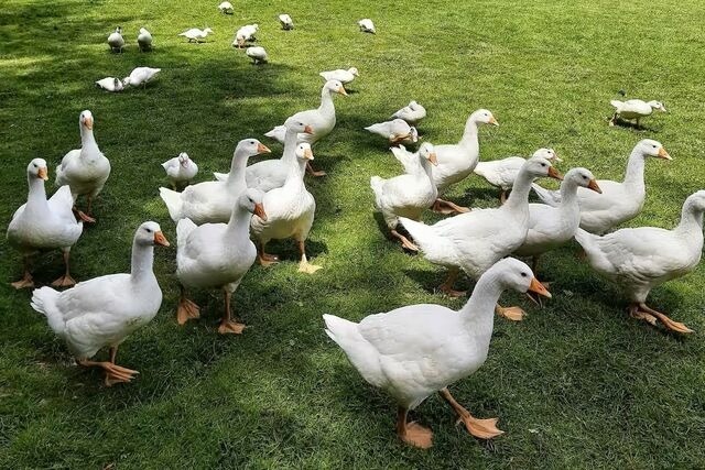 Ferienwohnung in Großenbrode - Landidyll - Bild 14