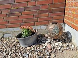 Ferienwohnung in Fehmarn - Haus Fehmarn am Dorfteich | Wohnung 1 Süd - Bild 24