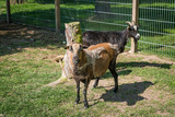 Ferienwohnung in Grömitz - Feldblick - Bild 6