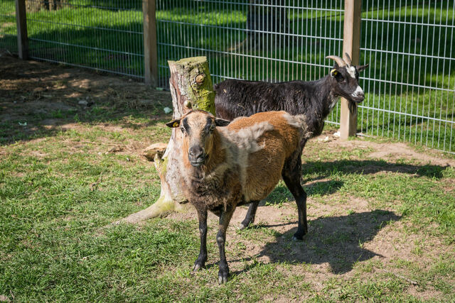Ferienwohnung in Grömitz - Feldblick - Bild 11