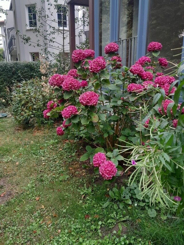 Ferienwohnung in K&uuml;hlungsborn - Villa Waldesruh, WE 2 - Bild 14