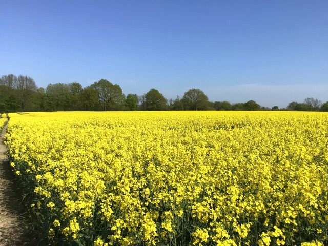 Ferienwohnung in Twedt - Hof L&uuml;cke - Ferienwohnung Blau - Bild 22